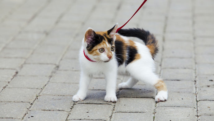 Can I take my cat for a walk?