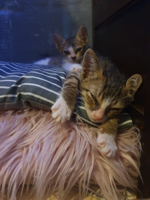 Tiny Fighters: Frisky & Colby